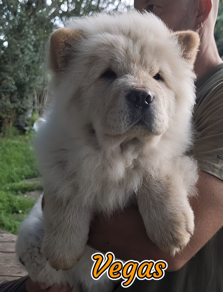 Du Domaine De Lu Ti - Chiot disponible  - Chow Chow