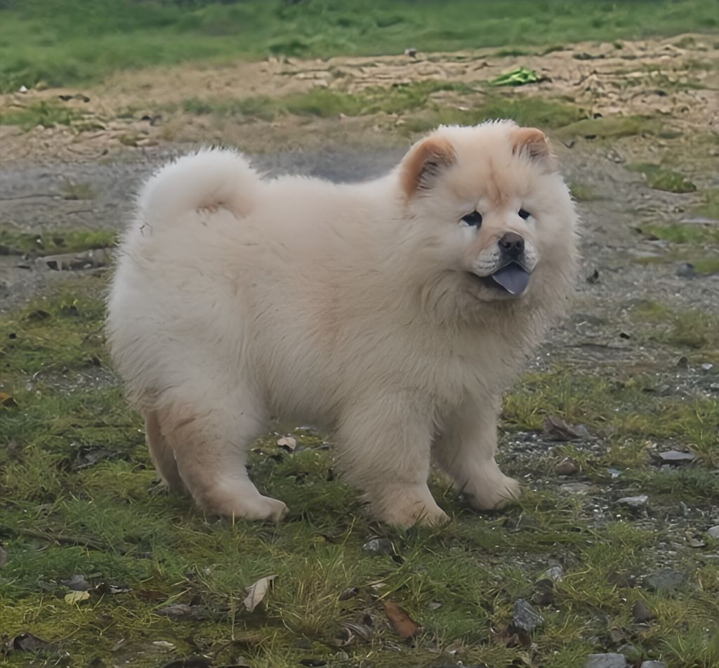 Du Domaine De Lu Ti - Chiot disponible  - Chow Chow