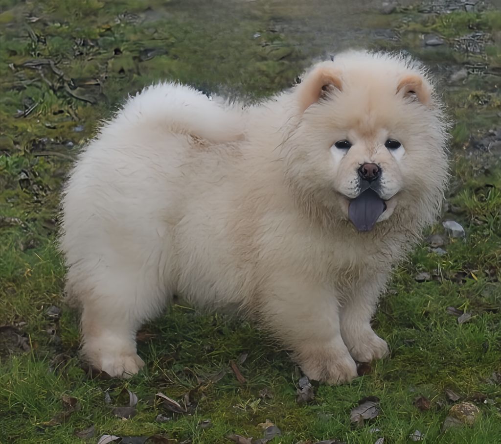 Du Domaine De Lu Ti - Chiot disponible  - Chow Chow