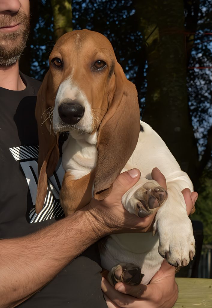 Du Domaine De Lu Ti - Chiot disponible  - Basset Artesien Normand