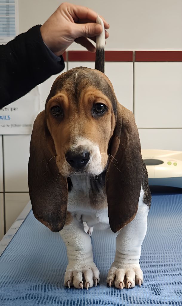 Du Domaine De Lu Ti - Chiot disponible  - Basset Artesien Normand