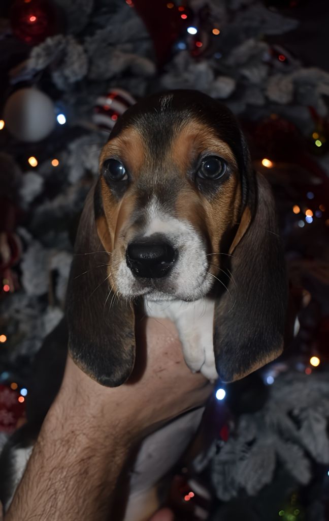 Du Domaine De Lu Ti - Chiot disponible  - Basset Artesien Normand