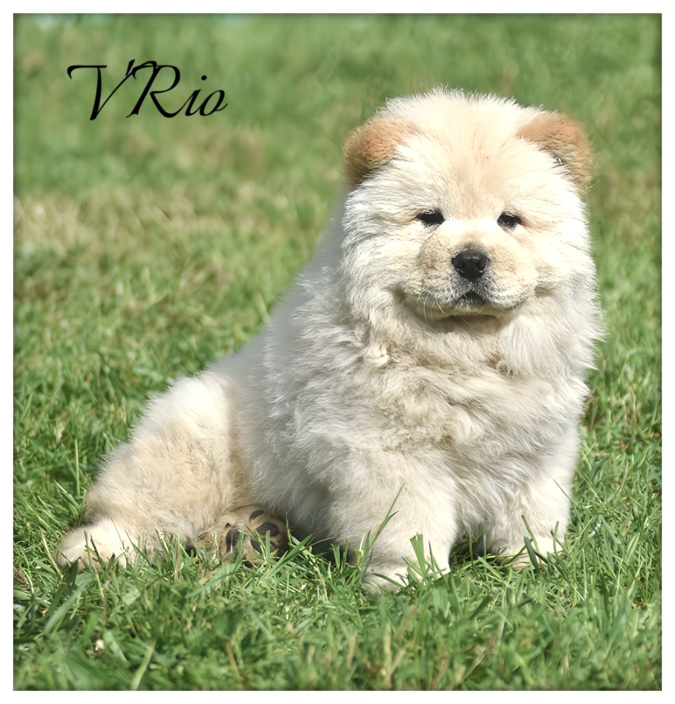 Du Domaine De Lu Ti - Chiot disponible  - Chow Chow