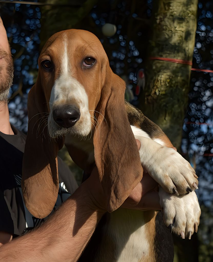 Du Domaine De Lu Ti - Chiot disponible  - Basset Artesien Normand