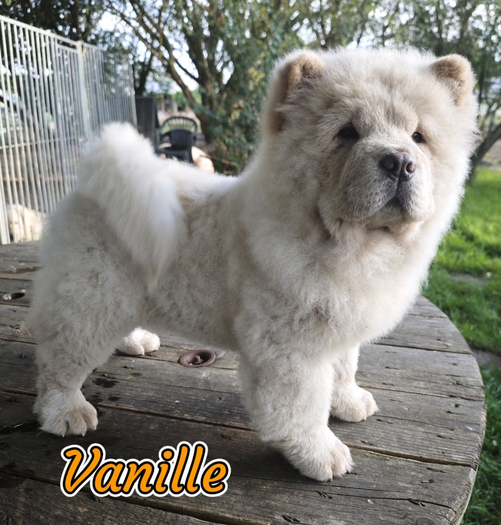 Du Domaine De Lu Ti - Chiot disponible  - Chow Chow