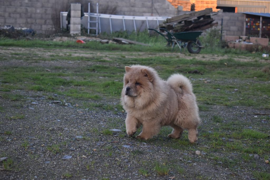 Du Domaine De Lu Ti - Chiot disponible  - Chow Chow