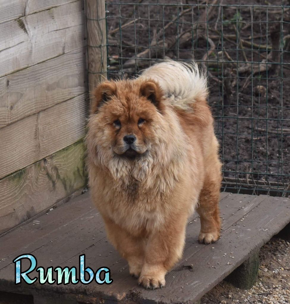 Rumba Du Domaine De Lu Ti