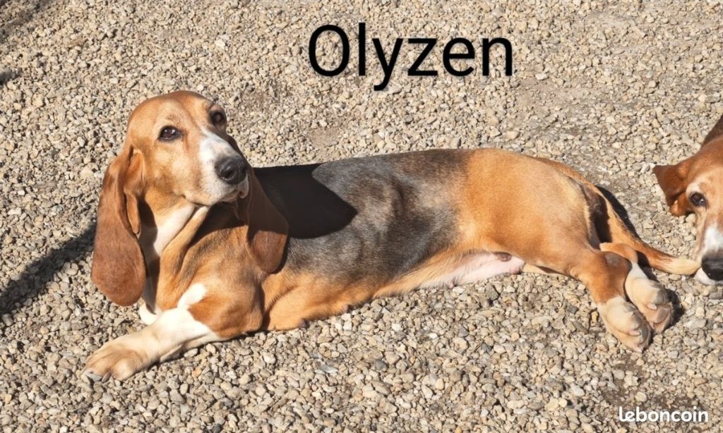 Olyzen Du Domaine De Lu Ti