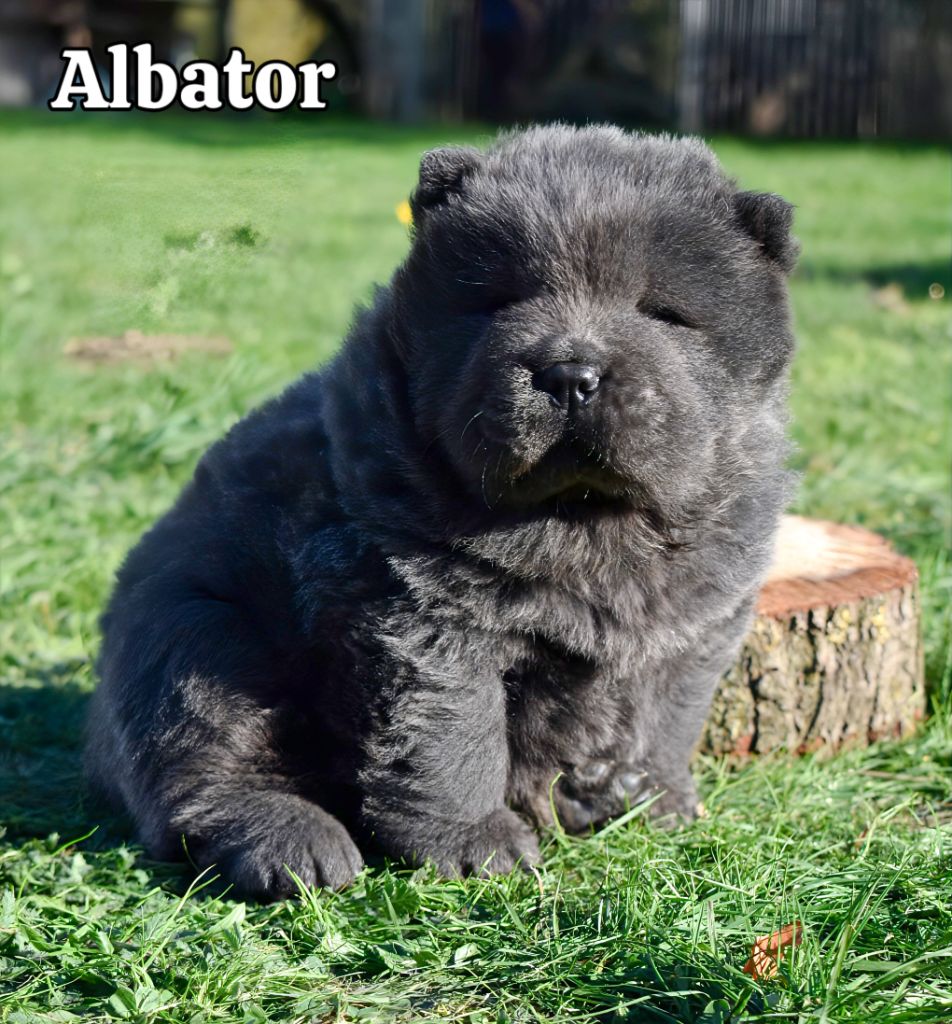 Du Domaine De Lu Ti - Chiots disponibles - Chow Chow