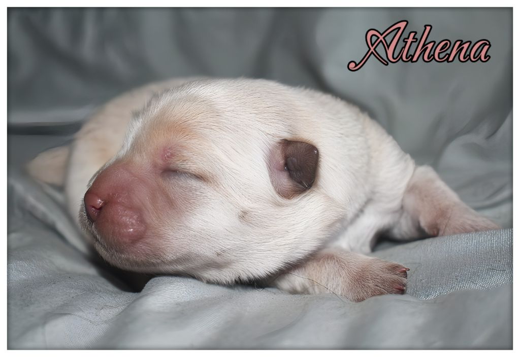 Du Domaine De Lu Ti - Chiots disponibles - Chow Chow