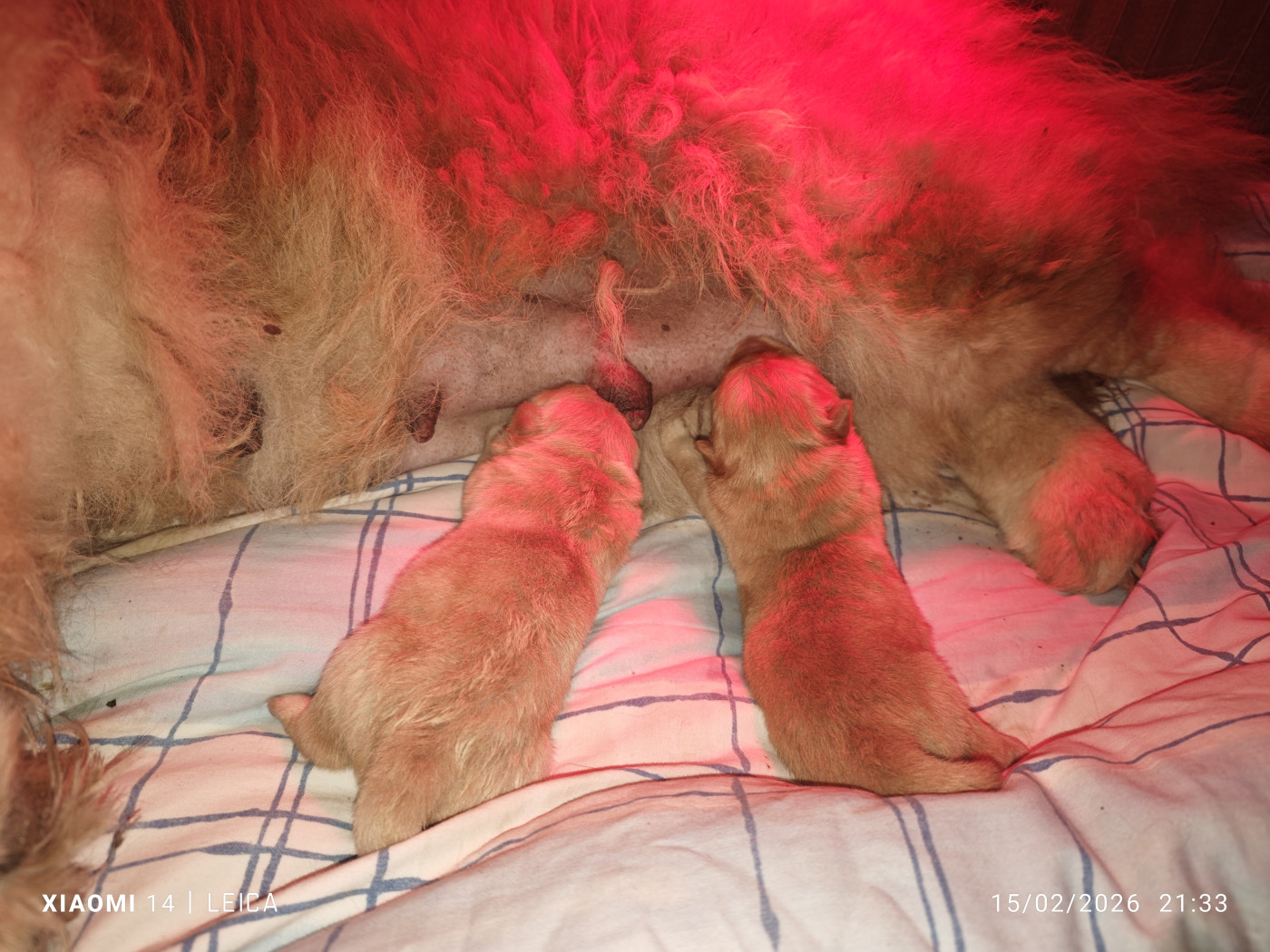 Du Domaine De Lu Ti - Chow Chow - Portée née le 15/02/2026