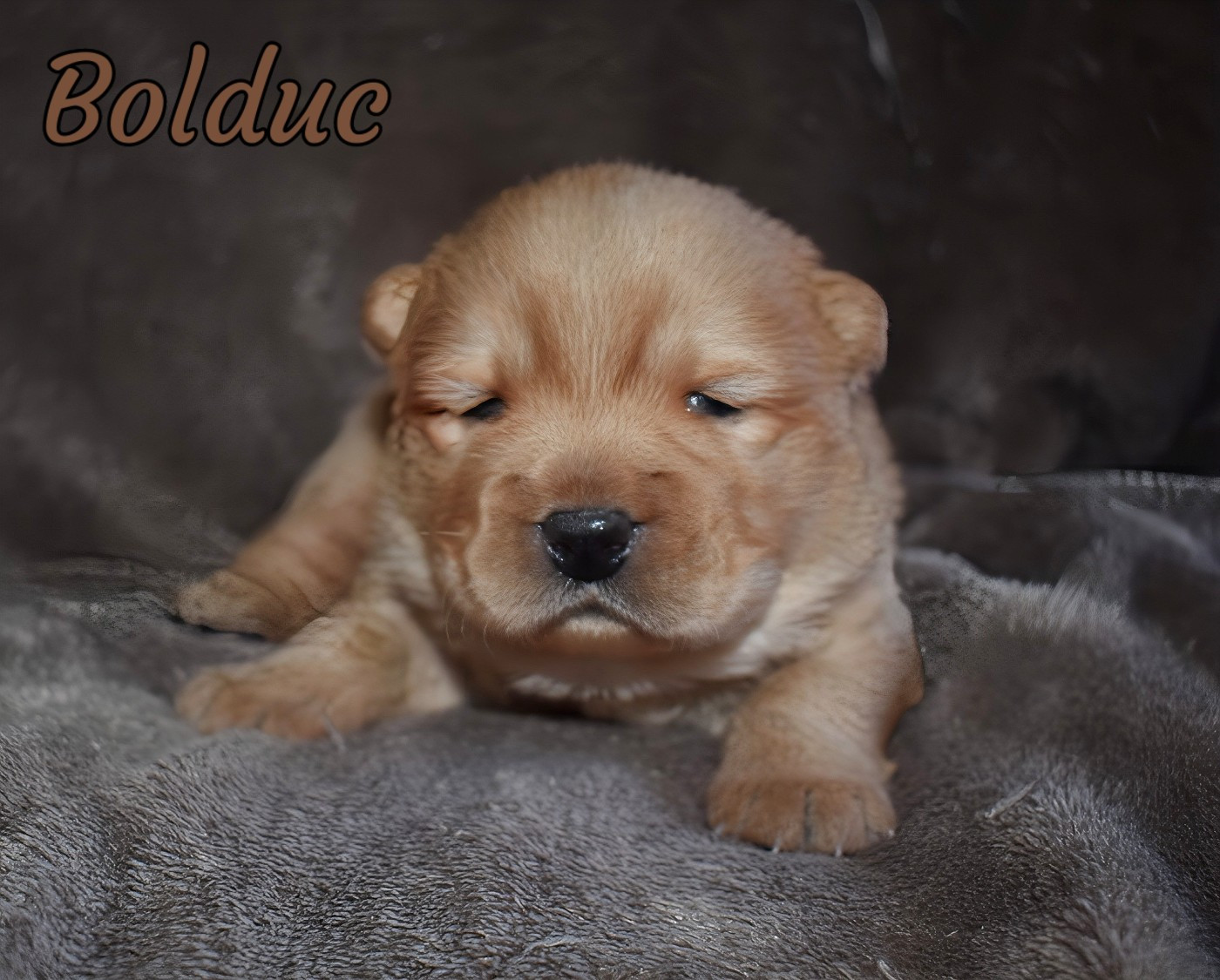 Du Domaine De Lu Ti - Chiots disponibles - Chow Chow