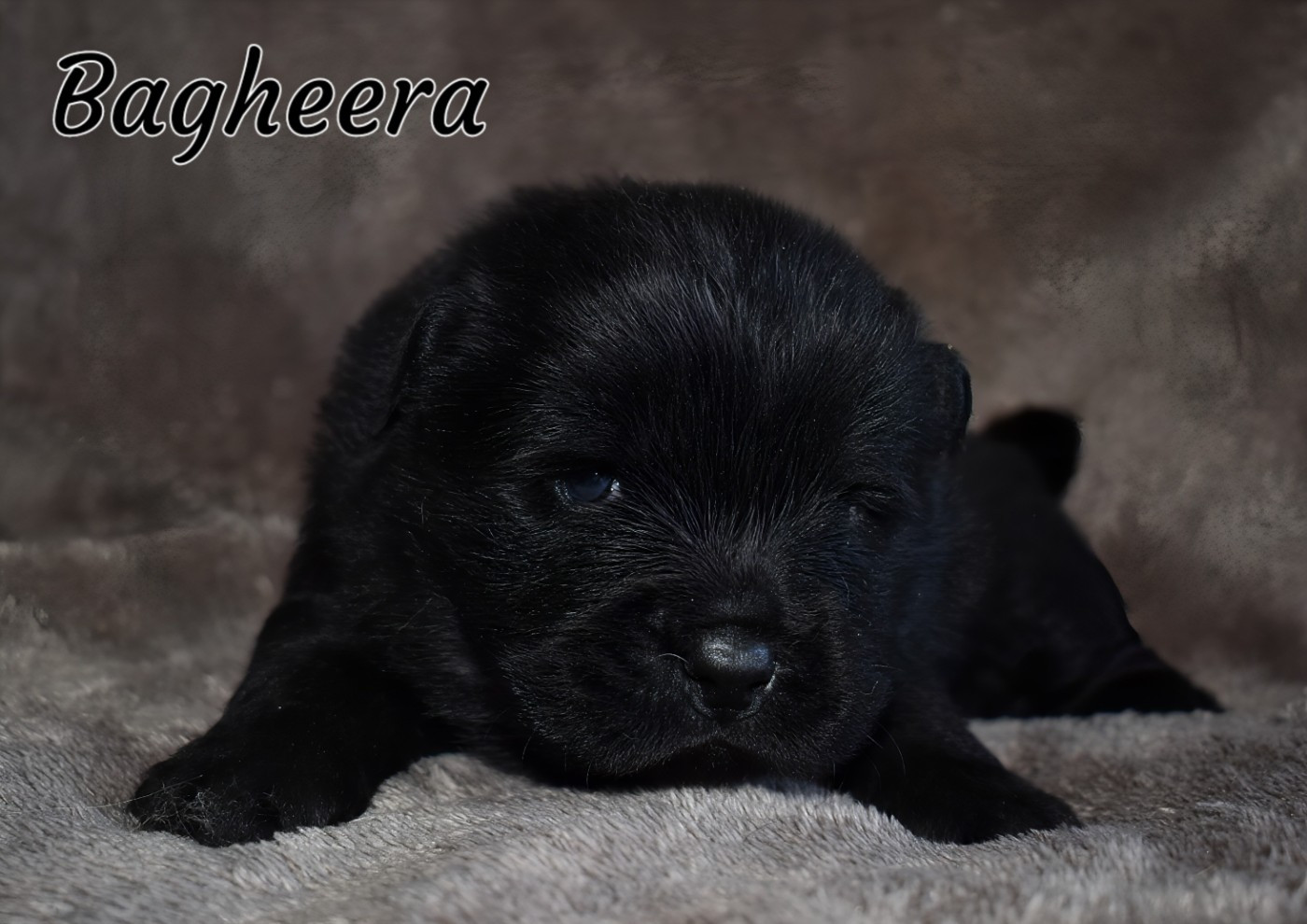 Du Domaine De Lu Ti - Chiots disponibles - Chow Chow