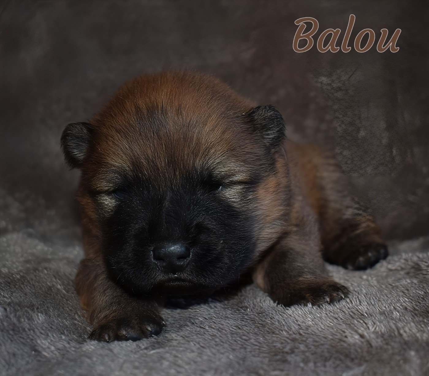 Du Domaine De Lu Ti - Chiots disponibles - Chow Chow