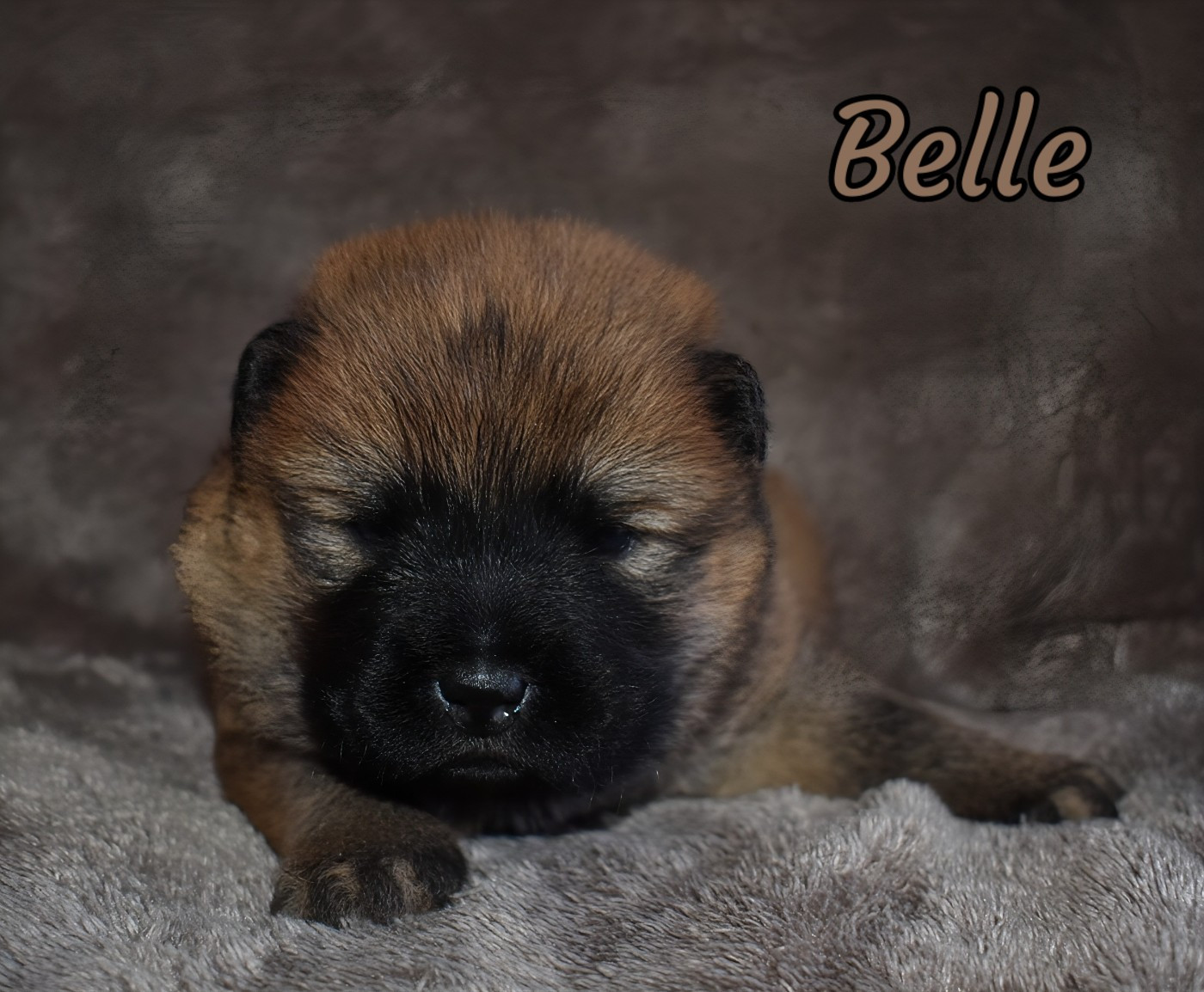 Du Domaine De Lu Ti - Chiots disponibles - Chow Chow