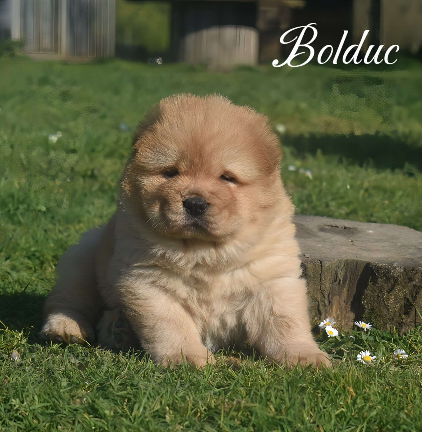 Du Domaine De Lu Ti - Chiots disponibles - Chow Chow