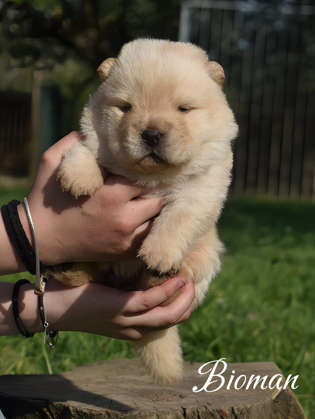 Du Domaine De Lu Ti - Chiots disponibles - Chow Chow