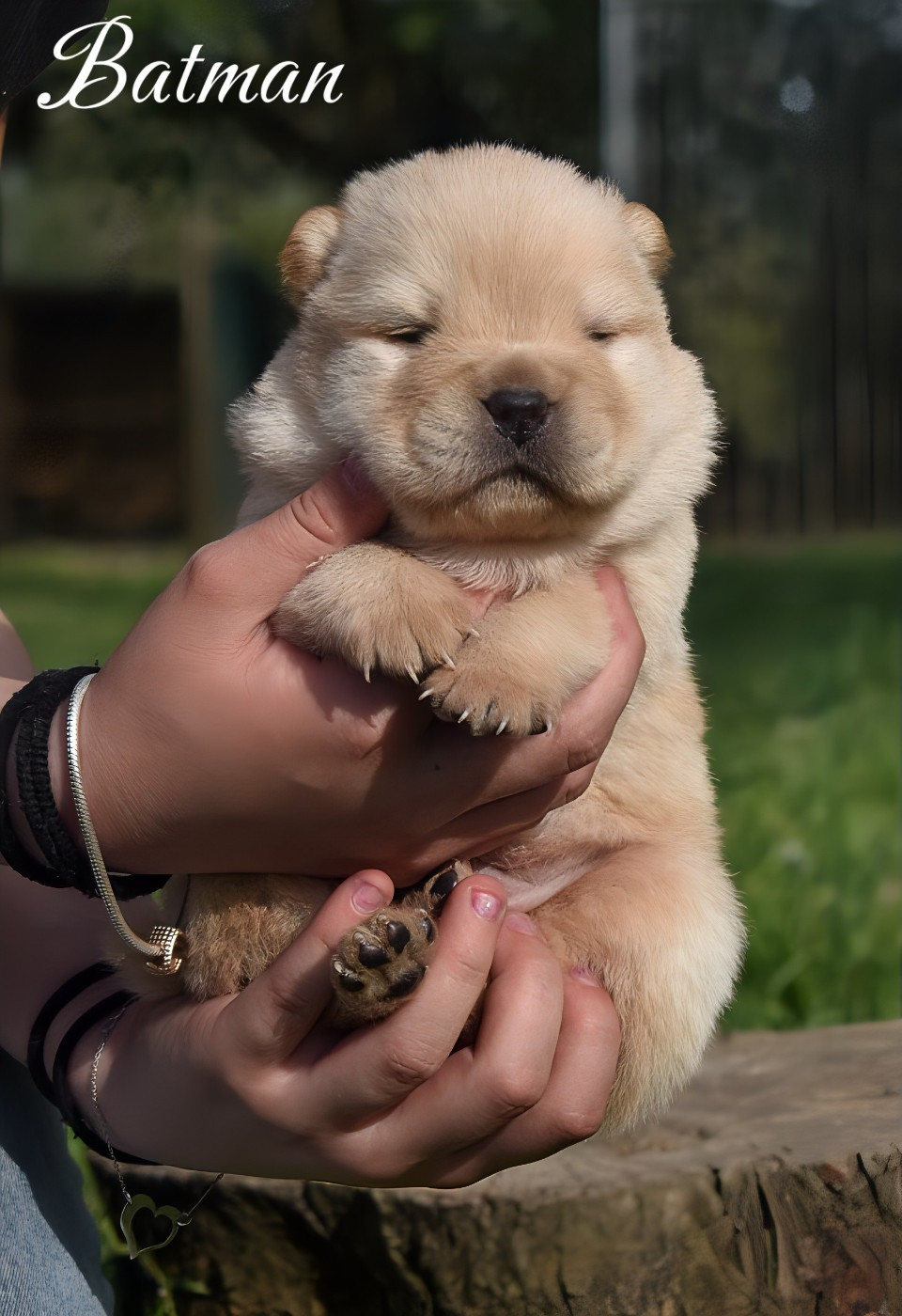 Du Domaine De Lu Ti - Chiots disponibles - Chow Chow