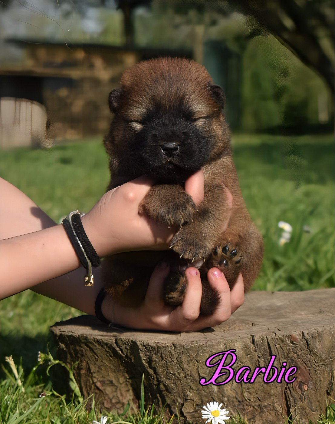 Du Domaine De Lu Ti - Chiots disponibles - Chow Chow