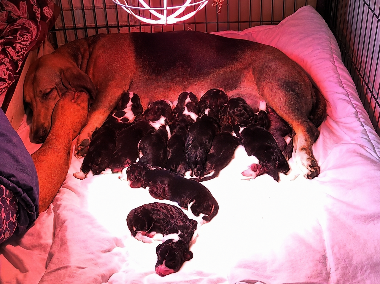 Chiot Basset Artesien Normand Du Domaine De Lu Ti