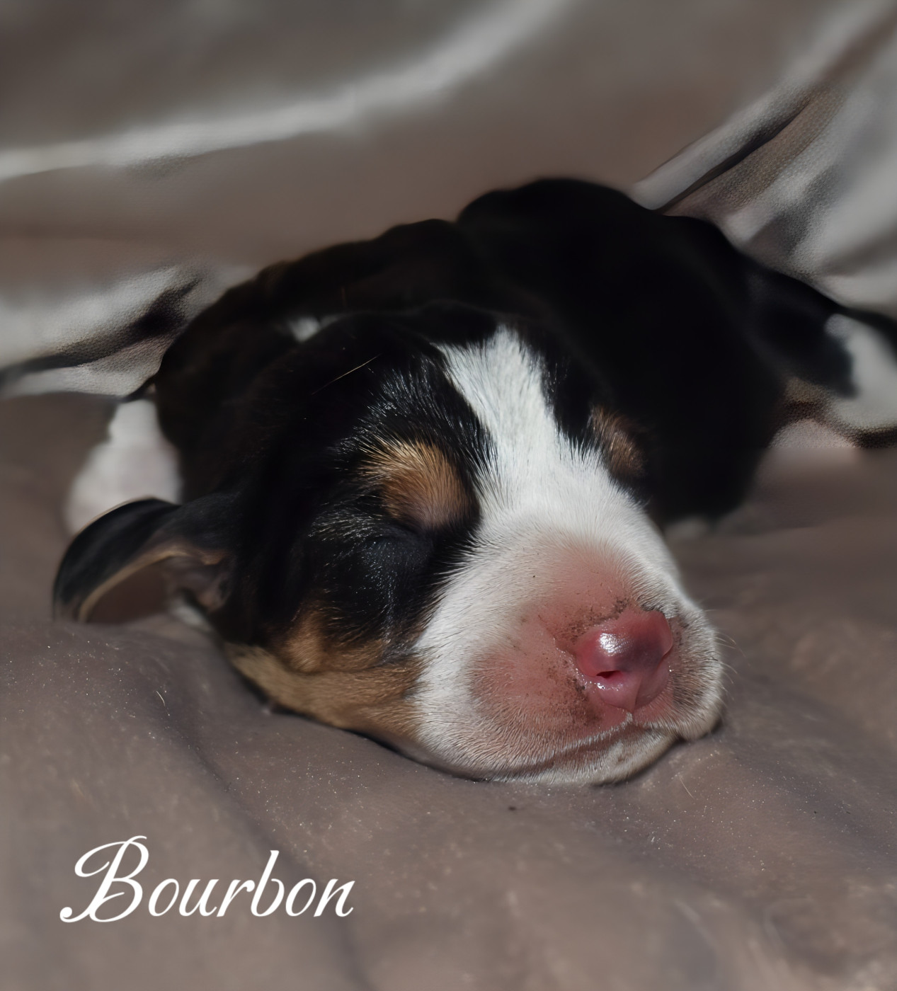 Du Domaine De Lu Ti - Chiots disponibles - Basset Artesien Normand
