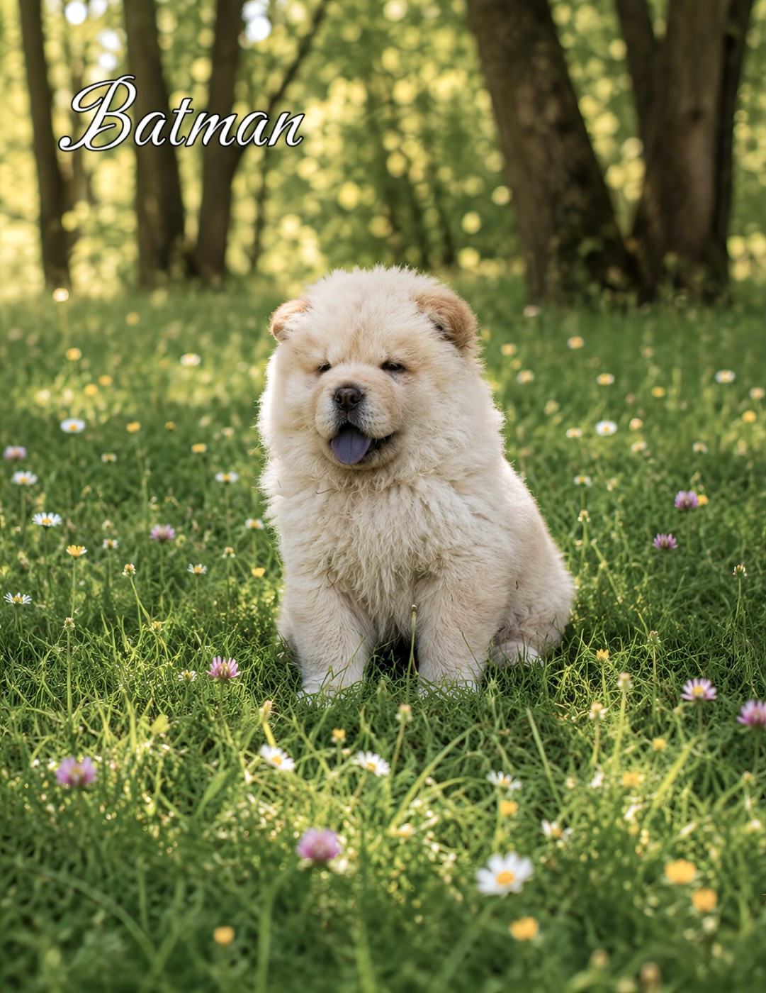 Du Domaine De Lu Ti - Chiots disponibles - Chow Chow