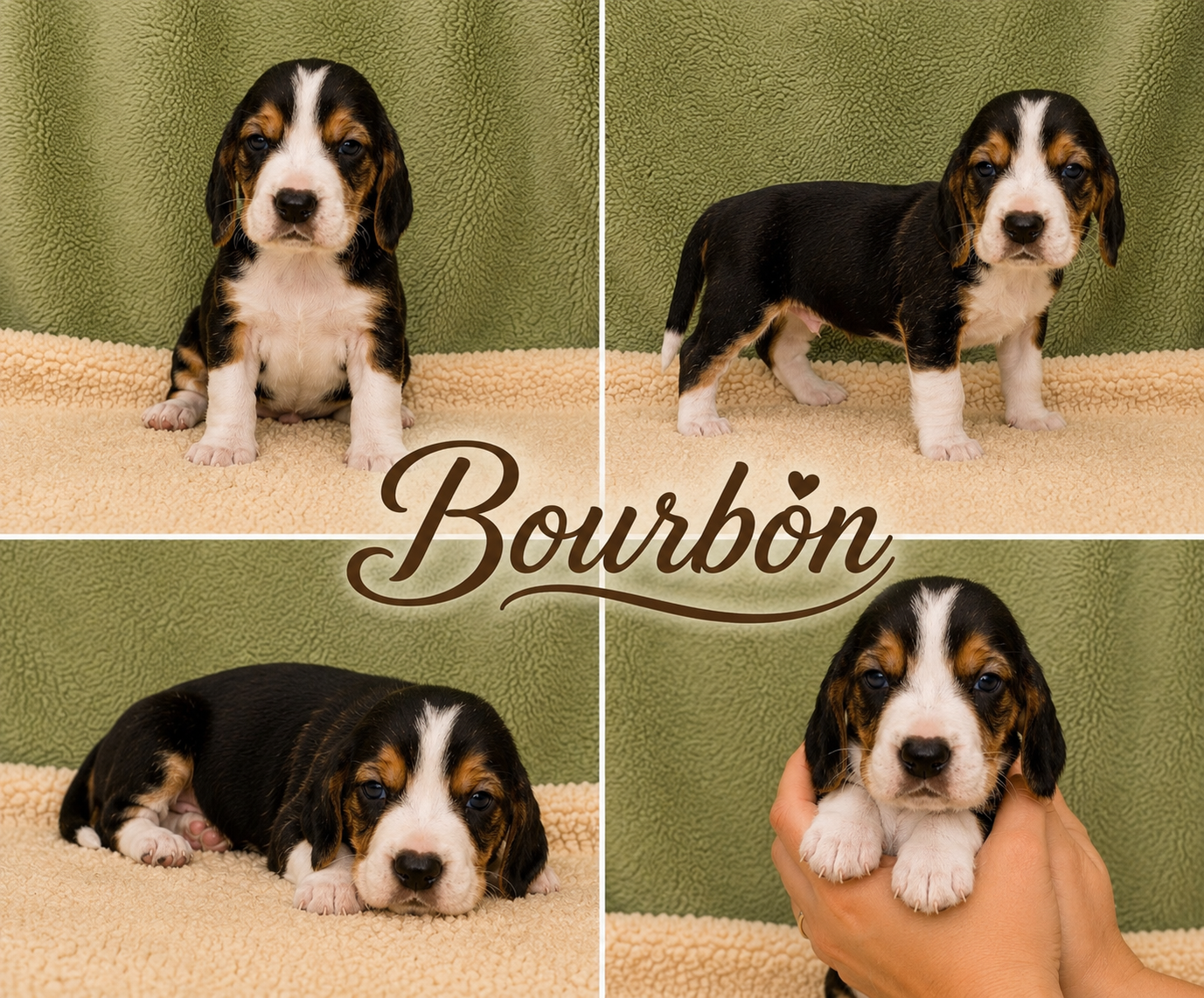 Du Domaine De Lu Ti - Chiots disponibles - Basset Artesien Normand