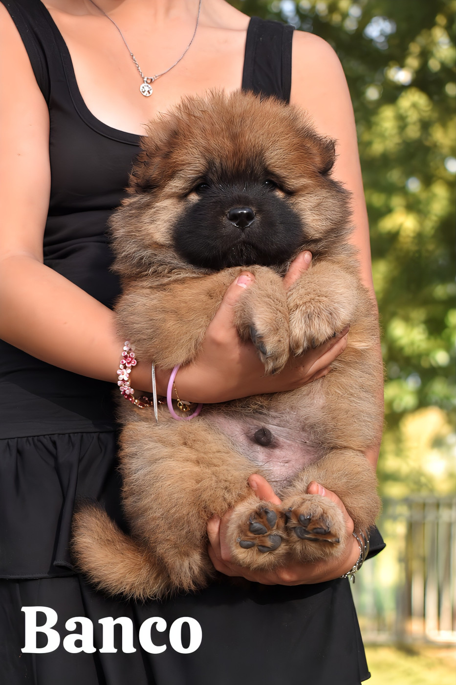 Du Domaine De Lu Ti - Chiots disponibles - Chow Chow