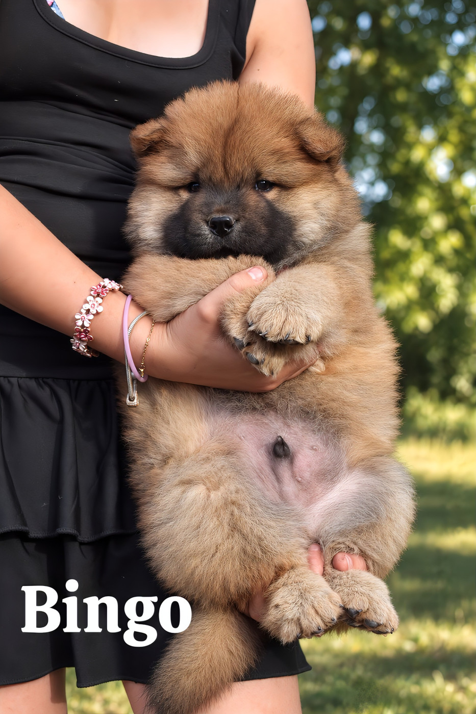 Du Domaine De Lu Ti - Chiots disponibles - Chow Chow