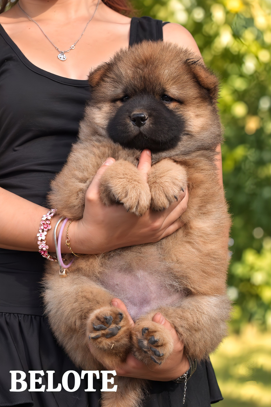 Du Domaine De Lu Ti - Chiots disponibles - Chow Chow