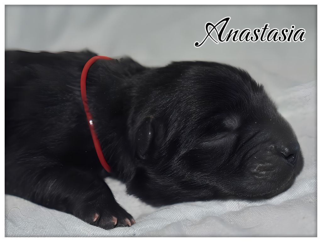 Du Domaine De Lu Ti - Chiots disponibles - Chow Chow