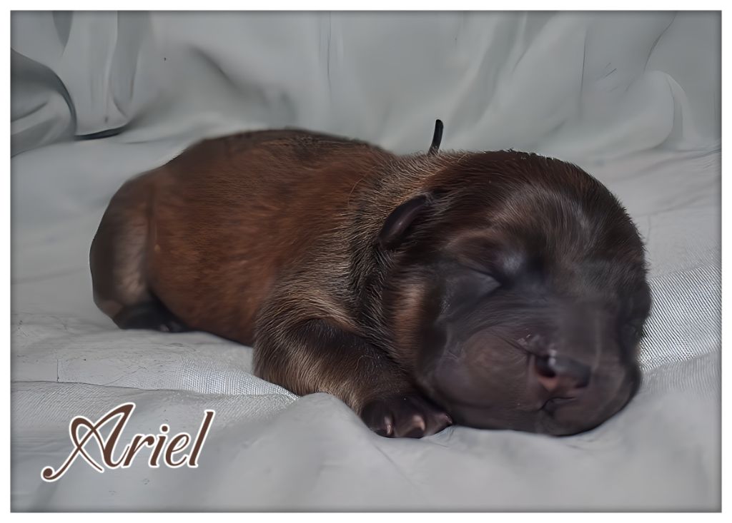 Du Domaine De Lu Ti - Chiots disponibles - Chow Chow