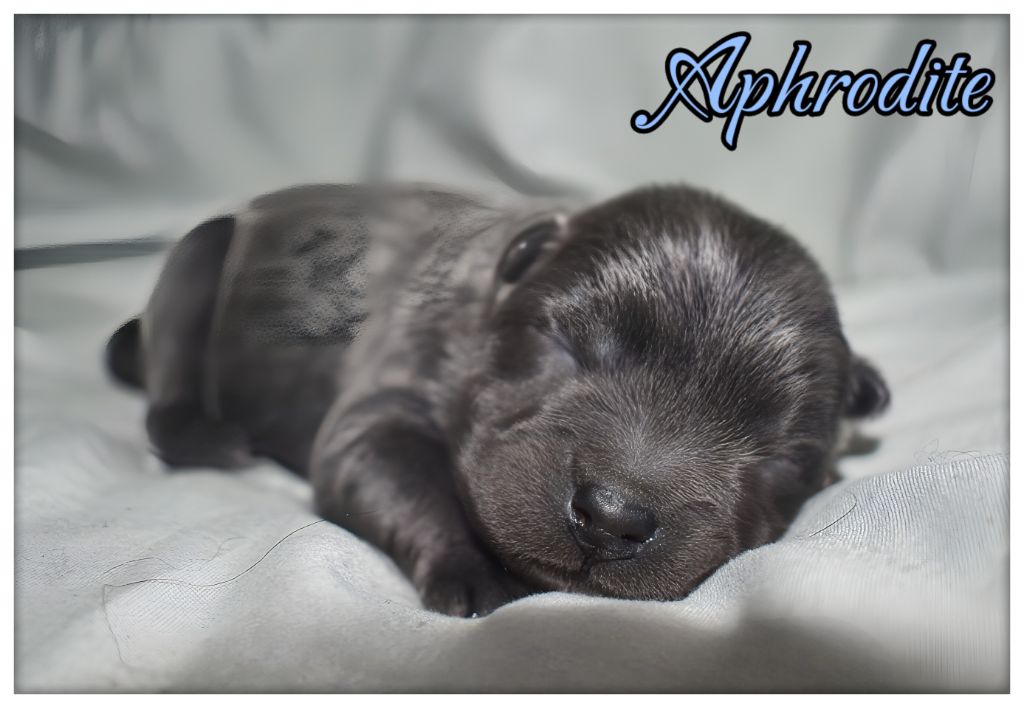 Du Domaine De Lu Ti - Chiots disponibles - Chow Chow