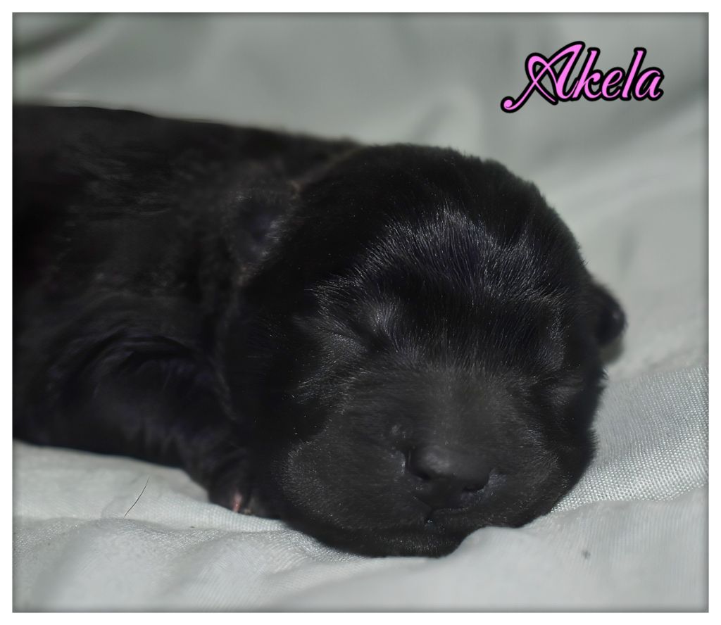 Du Domaine De Lu Ti - Chiots disponibles - Chow Chow