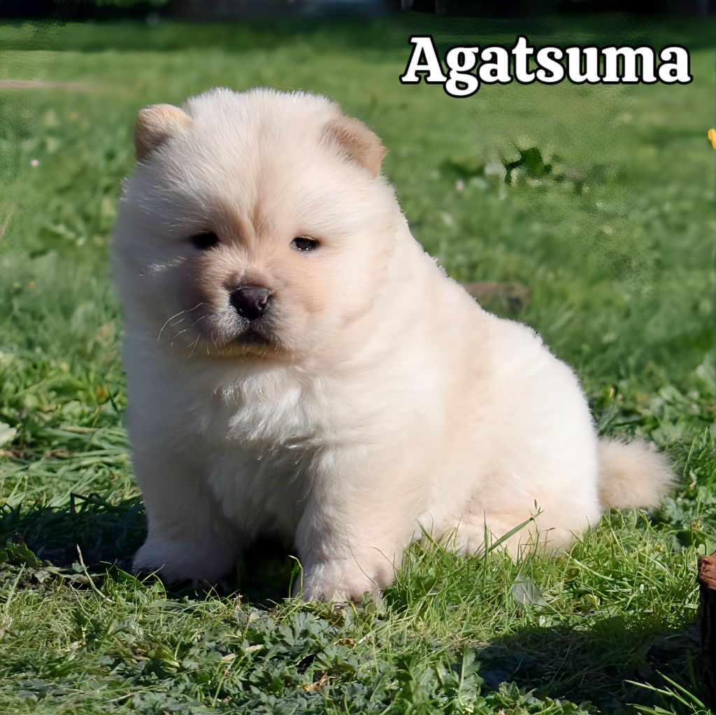 Du Domaine De Lu Ti - Chiots disponibles - Chow Chow