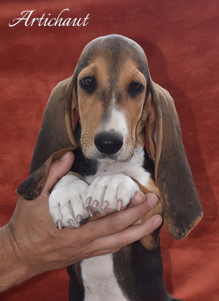 Du Domaine De Lu Ti - Chiots disponibles - Basset Artesien Normand