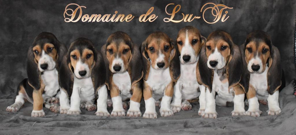 Chiot Basset Artesien Normand Du Domaine De Lu Ti
