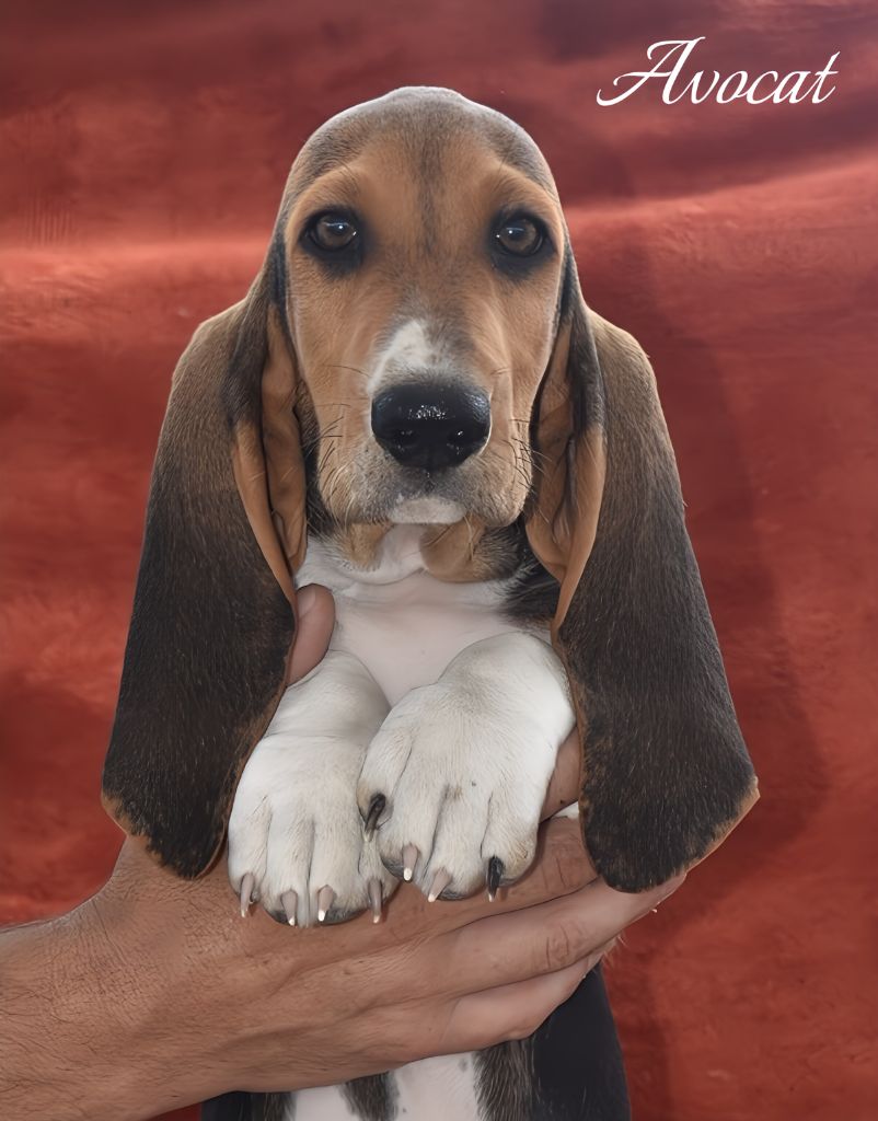 Du Domaine De Lu Ti - Chiots disponibles - Basset Artesien Normand