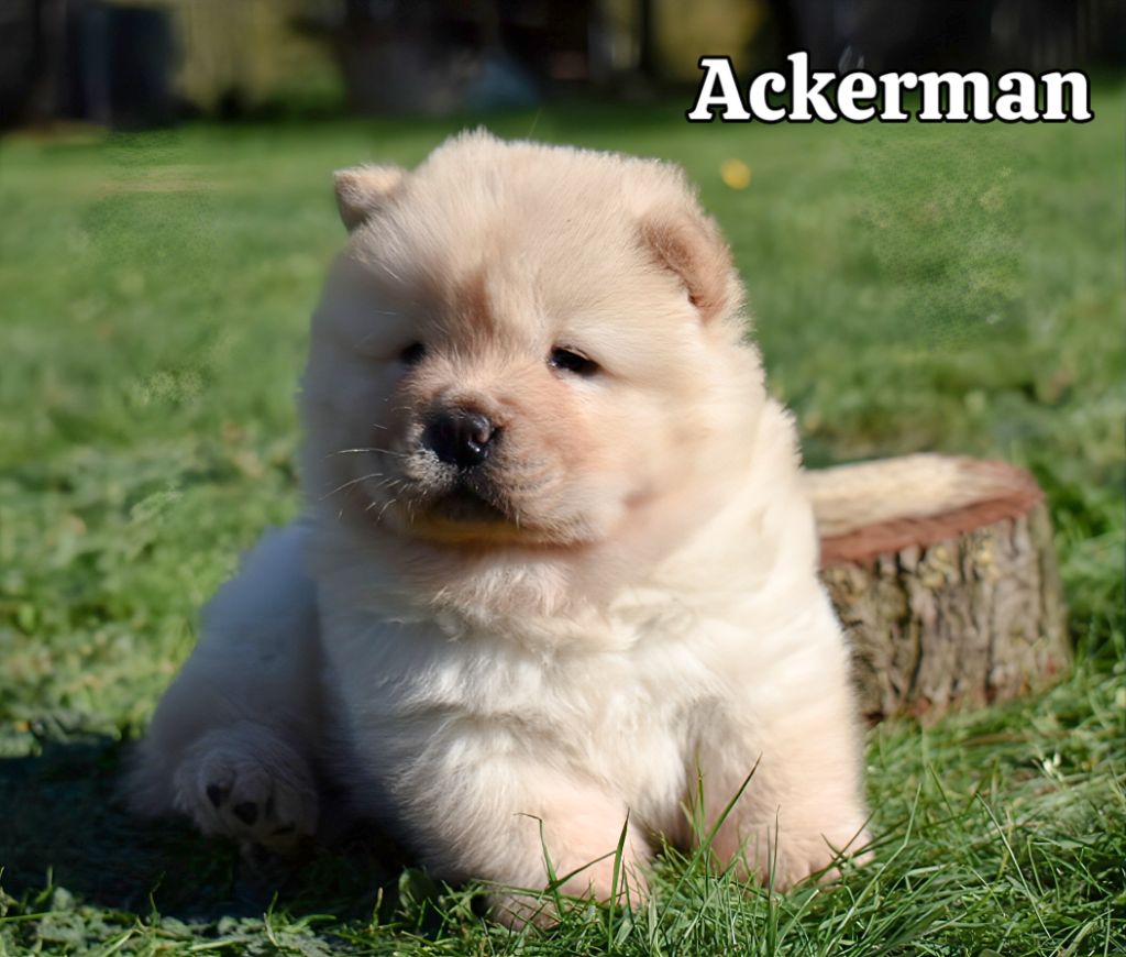 Du Domaine De Lu Ti - Chiots disponibles - Chow Chow