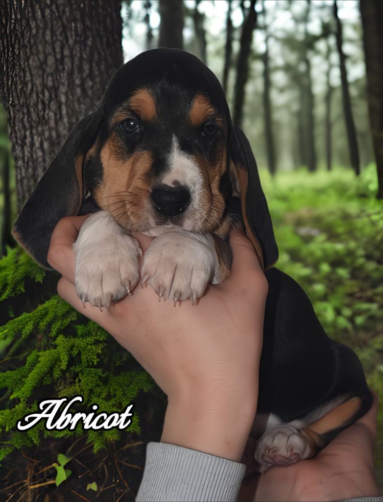 Du Domaine De Lu Ti - Chiots disponibles - Basset Artesien Normand