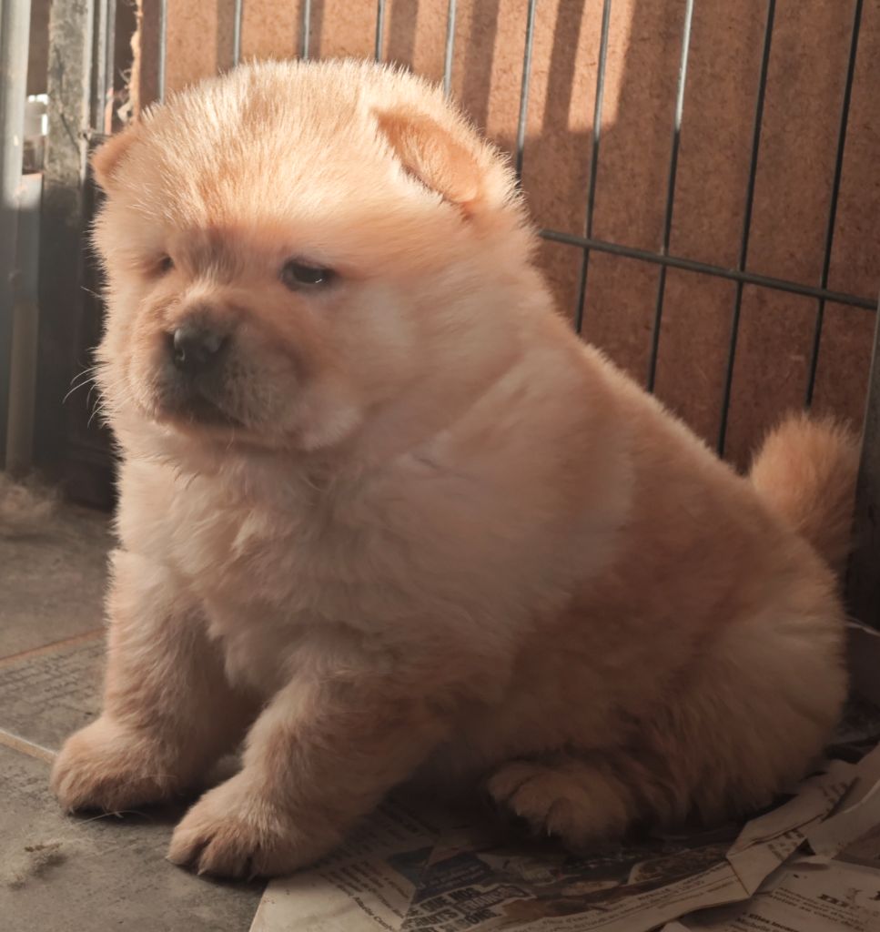 Du Domaine De Lu Ti - Chiots disponibles - Chow Chow