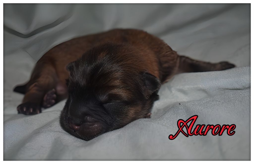 Du Domaine De Lu Ti - Chiots disponibles - Chow Chow