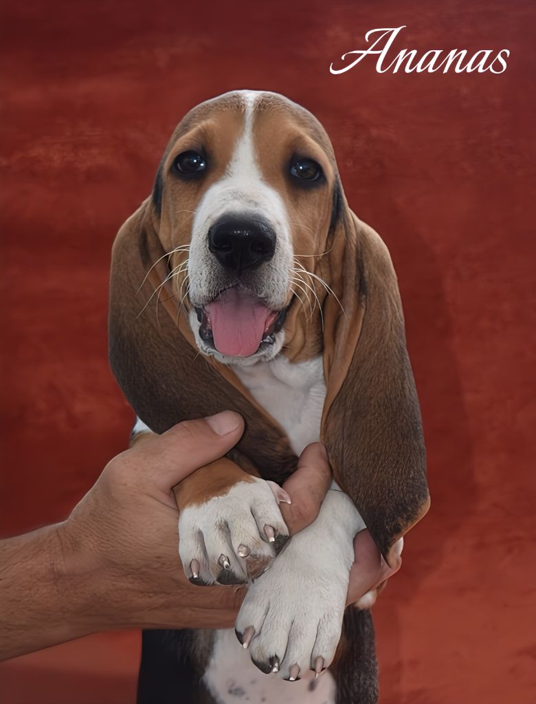 Du Domaine De Lu Ti - Chiots disponibles - Basset Artesien Normand