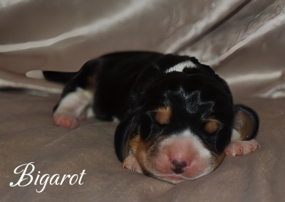 Bigarot
