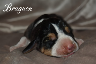 Brugnon
