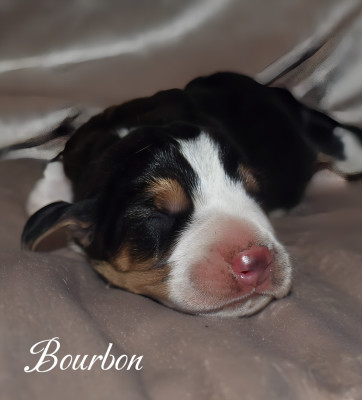 Bourbon