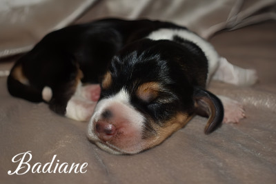 Badiane