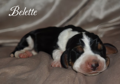 Belette