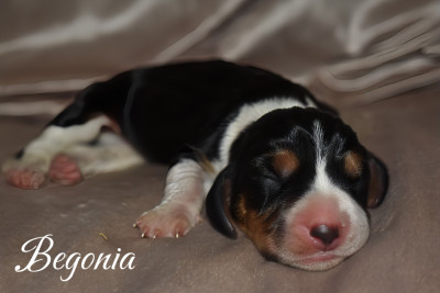 Begonia