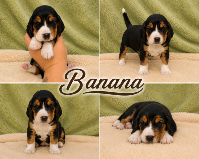 Banana